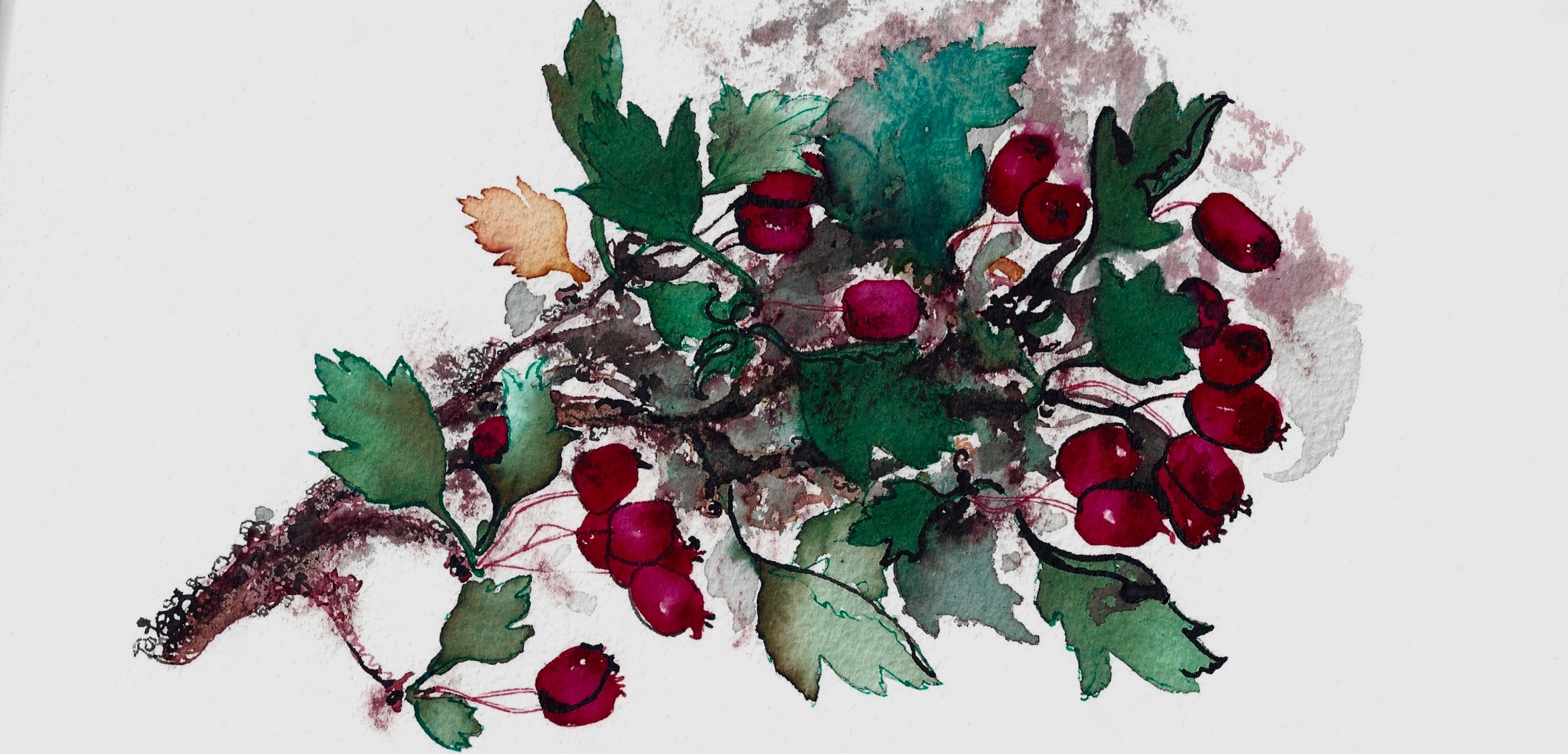 Illustration: Anna Gran