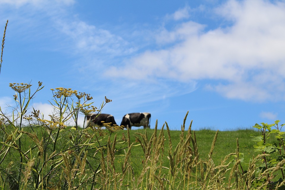 meadow-2503453_960_720
