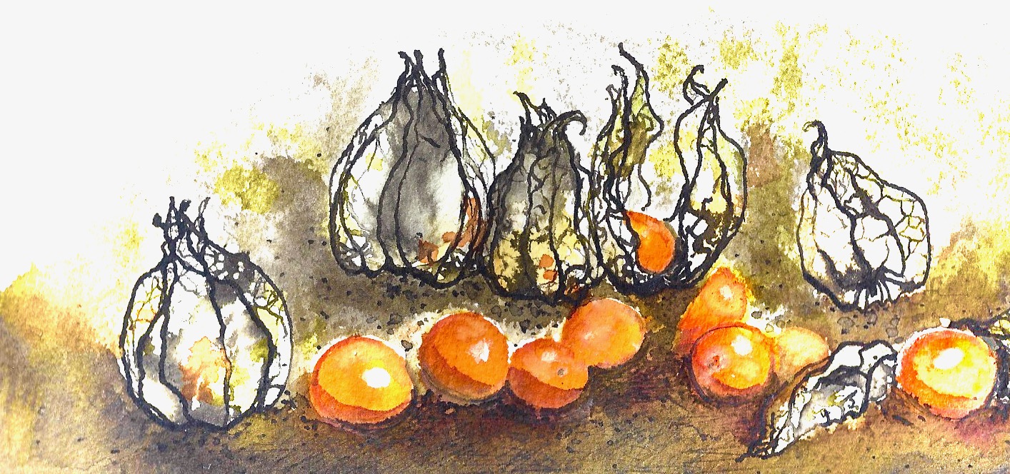 Physalis Peruviana
Illustration Anna Gran