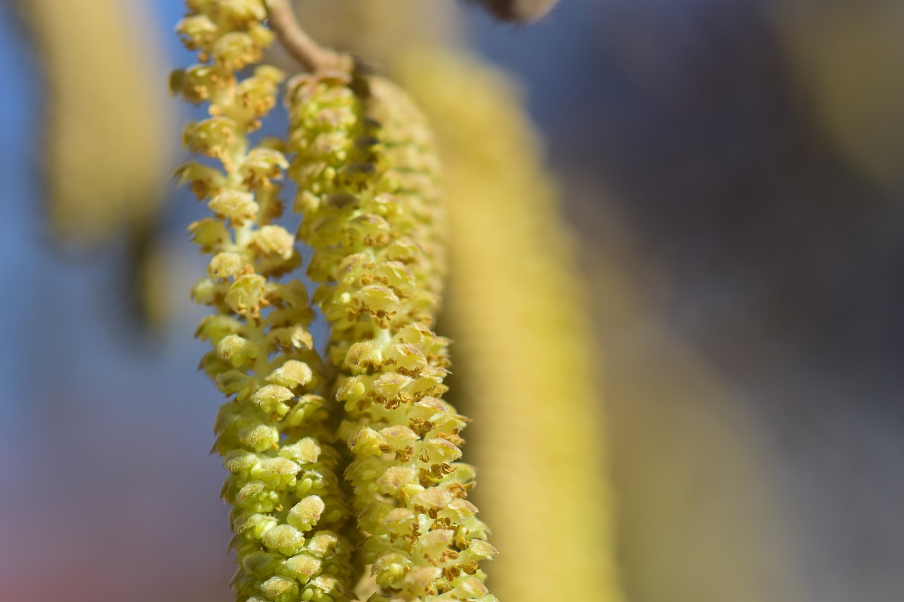 hazel-flower-2144336_1280