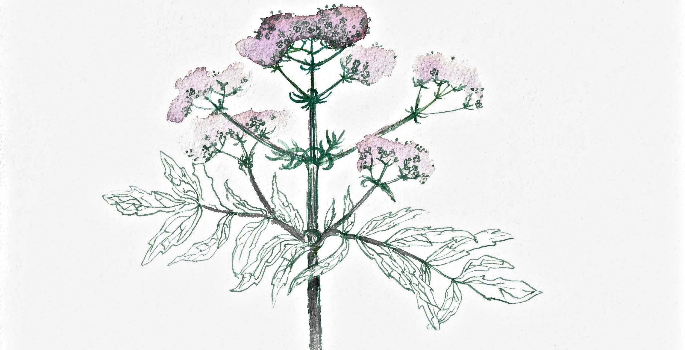 Illustration: Anna Gran