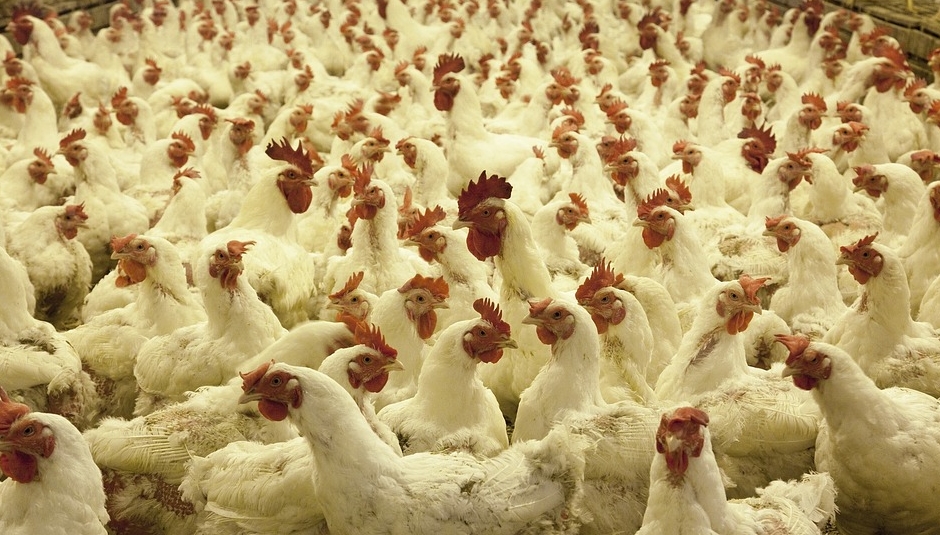 poultry-farm-1544654_960_720